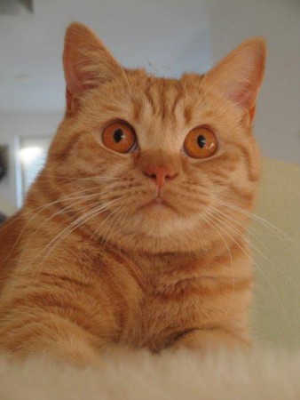 Wat een KANJER!!!...en wat een ogen!!....